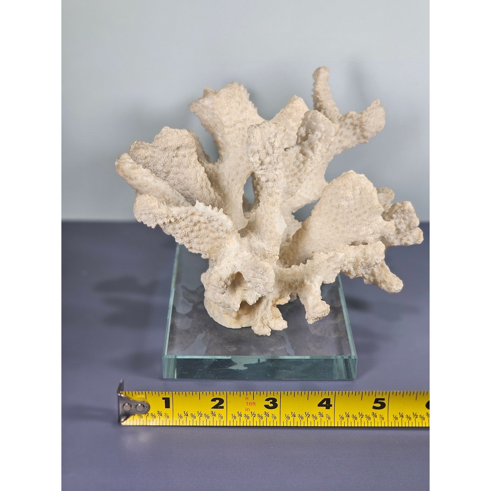 Natural Coral Sculpture on Glass Base | Vintage Coastal Decor