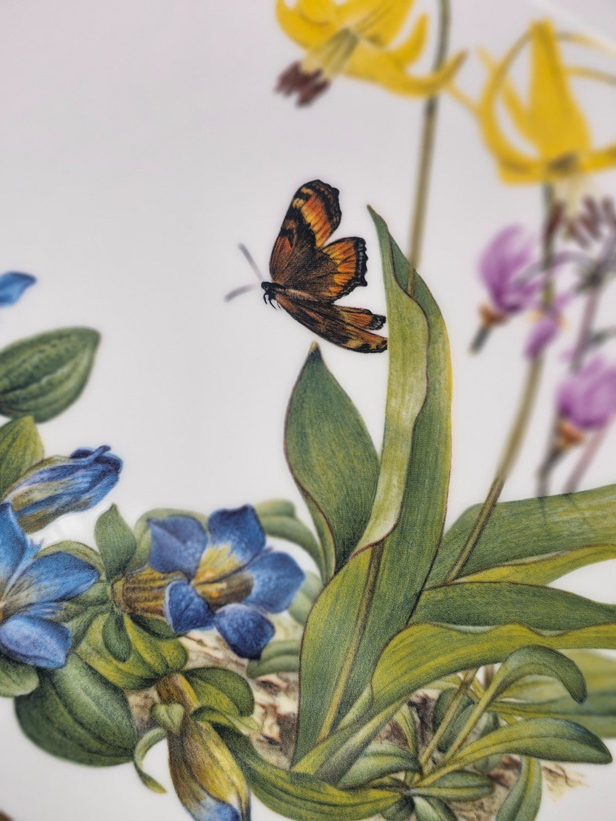 Franklin Mint Sierra Club Wildflowers of the Rocky Mountains Plate 1978