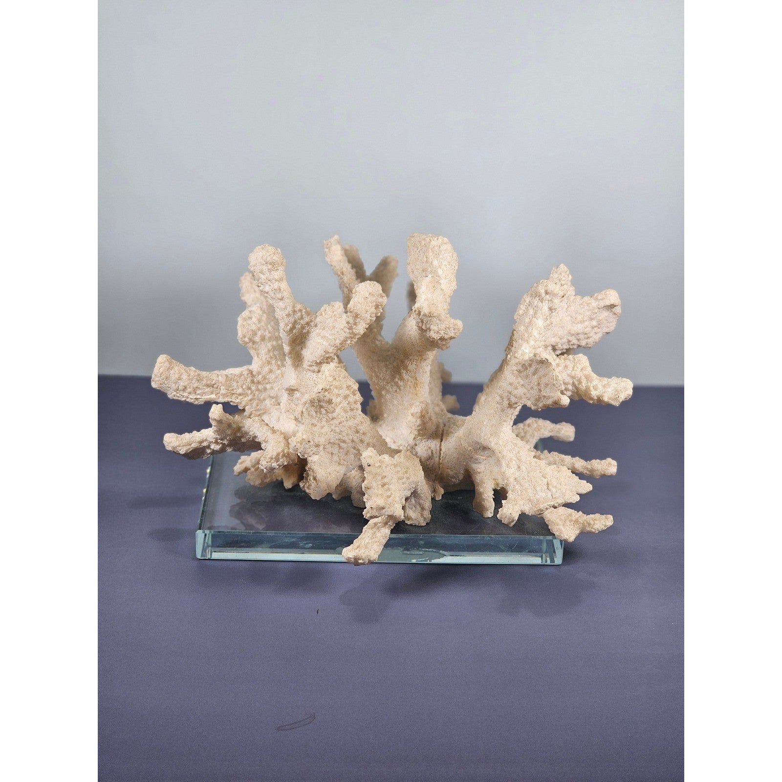 Natural Coral Sculpture on Glass Base | Vintage Coastal Decor