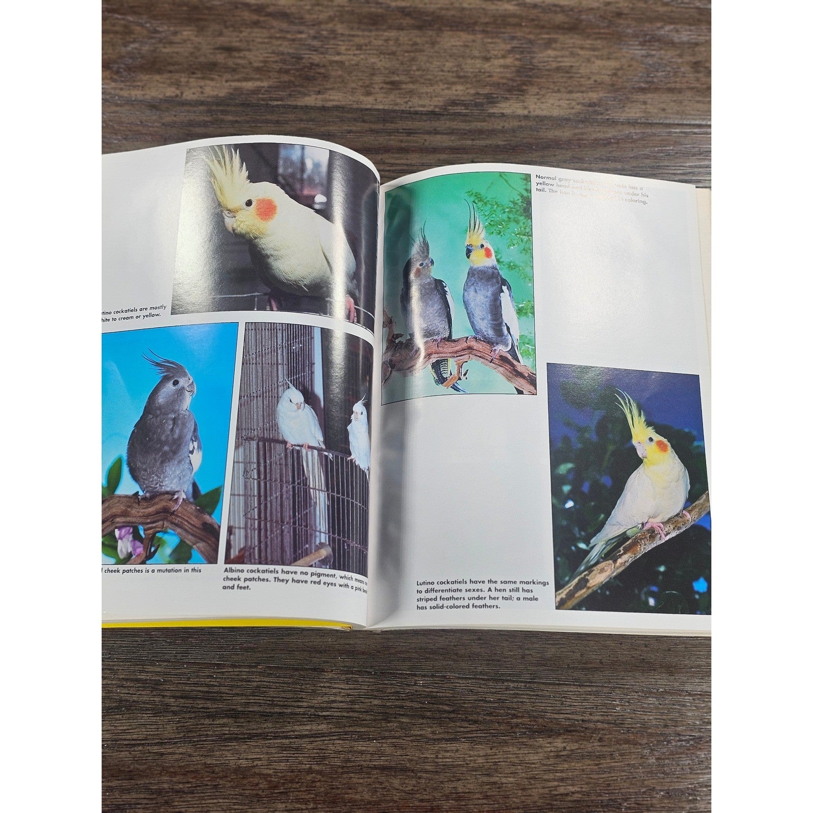 Cockatiels For Dummies by Diane Grindol 2001 Paperback Pet Care